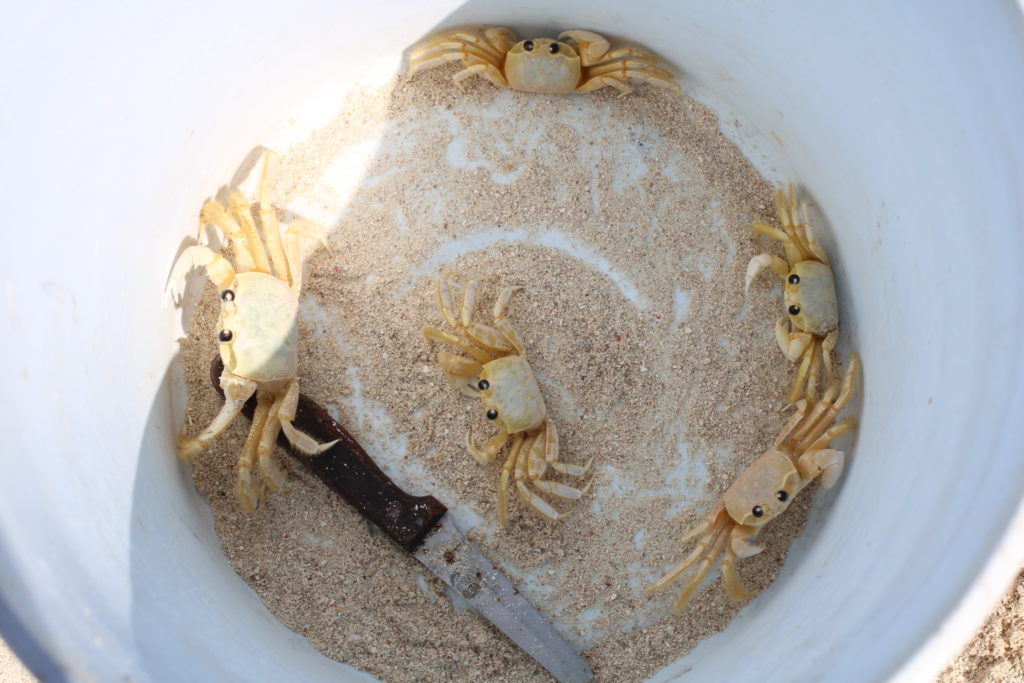 small white crabs in a barrel