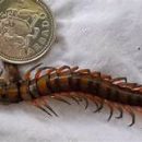 insect centipede